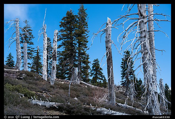 Silvery grove of recently fire-killed firs, Snow Mountain Wilderness. Berryessa Snow Mountain National Monument, California, USA (color)