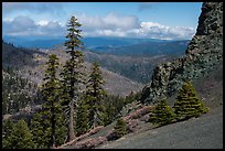 Pines and rocks, Snow Mountain Wilderness. Berryessa Snow Mountain National Monument, California, USA ( color)