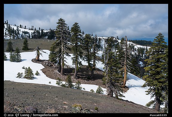 Conifer trees and snow near Snow Mountain summit. Berryessa Snow Mountain National Monument, California, USA (color)