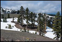 Conifer trees and snow near Snow Mountain summit. Berryessa Snow Mountain National Monument, California, USA ( color)