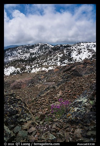 Alpine flowers on Snow Mountain summit. Berryessa Snow Mountain National Monument, California, USA (color)