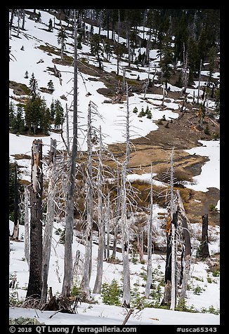 Tree skeletons and snow, Snow Mountain. Berryessa Snow Mountain National Monument, California, USA (color)