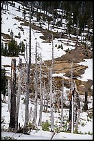 Tree skeletons and snow, Snow Mountain. Berryessa Snow Mountain National Monument, California, USA ( color)