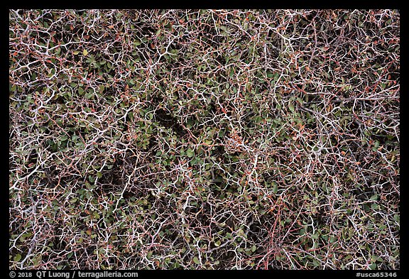 Closeup of spiny shrubs, Snow Mountain. Berryessa Snow Mountain National Monument, California, USA (color)