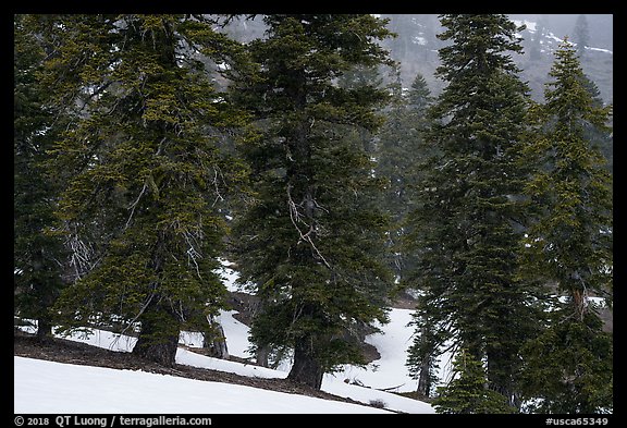 Snow falling in fir forest near Snow Mountain summit. Berryessa Snow Mountain National Monument, California, USA (color)