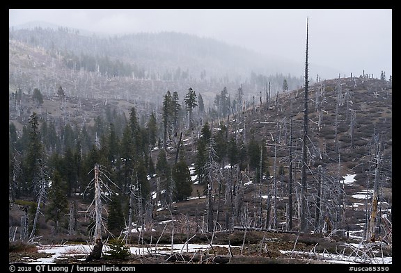 Burned forest in fog, Snow Mountain summit. Berryessa Snow Mountain National Monument, California, USA (color)