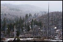 Burned forest in fog, Snow Mountain summit. Berryessa Snow Mountain National Monument, California, USA ( color)