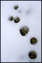 Plants emerging from snow, Snow Mountain Wilderness. Berryessa Snow Mountain National Monument, California, USA ( color)