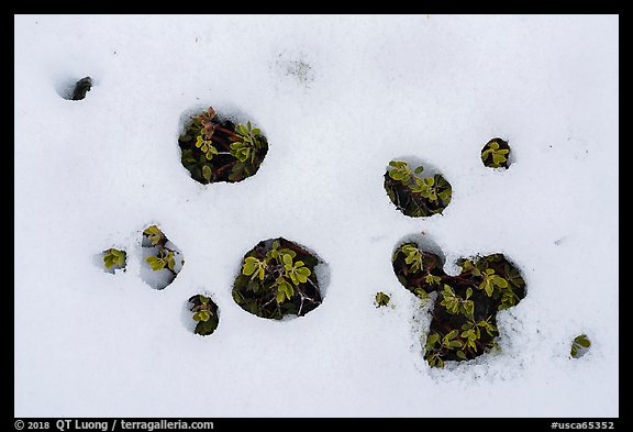 Close-up of plants piercing snow patch, Snow Mountain. Berryessa Snow Mountain National Monument, California, USA (color)