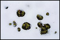 Close-up of plants piercing snow patch, Snow Mountain. Berryessa Snow Mountain National Monument, California, USA ( color)