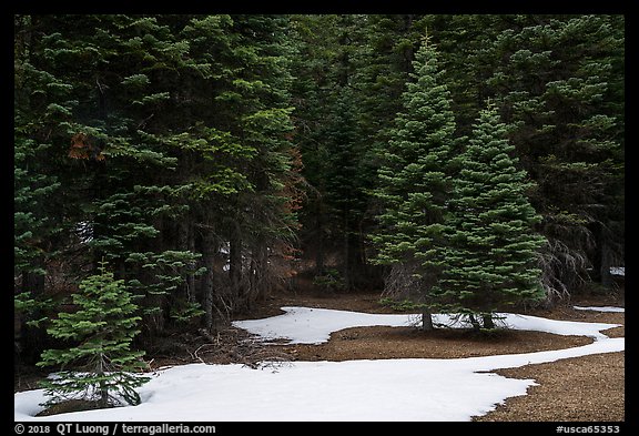 Red fir forest with patches of snow on ground, Snow Mountain. Berryessa Snow Mountain National Monument, California, USA (color)