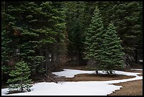 Red fir forest with patches of snow on ground, Snow Mountain. Berryessa Snow Mountain National Monument, California, USA ( color)