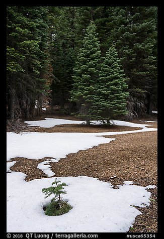 Fir sappling surrouned by snow patch, Snow Mountain Wilderness. Berryessa Snow Mountain National Monument, California, USA (color)