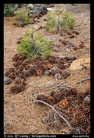 Forest floor with pine needles and cones, Snow Mountain. Berryessa Snow Mountain National Monument, California, USA (color)