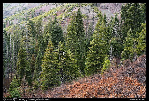 Firs and shrubs with autumn colors remnants, Snow Mountain. Berryessa Snow Mountain National Monument, California, USA (color)