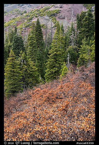 Greens of firs contrast with shurbs on slope, Snow Mountain. Berryessa Snow Mountain National Monument, California, USA (color)