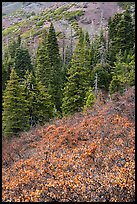 Greens of firs contrast with shurbs on slope, Snow Mountain. Berryessa Snow Mountain National Monument, California, USA ( color)