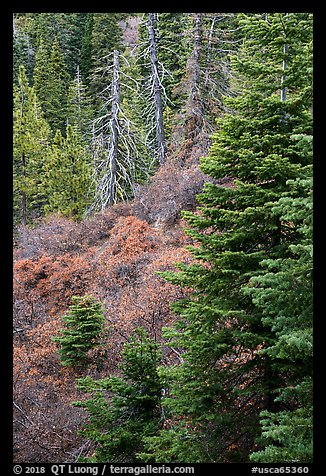 Firs and shrubs, Snow Mountain Wilderness. Berryessa Snow Mountain National Monument, California, USA (color)