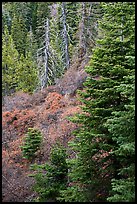 Firs and shrubs, Snow Mountain Wilderness. Berryessa Snow Mountain National Monument, California, USA ( color)