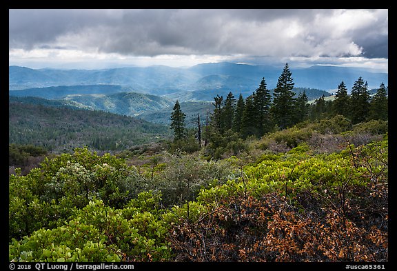 Manzanita hedges with distant rays piercing clouds, Snow Mountain. Berryessa Snow Mountain National Monument, California, USA (color)