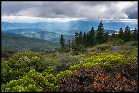 Manzanita hedges with distant rays piercing clouds, Snow Mountain. Berryessa Snow Mountain National Monument, California, USA ( color)