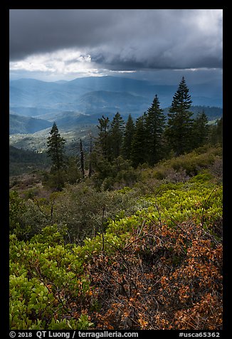 Manzanita hedges with distant rain showers, Snow Mountain. Berryessa Snow Mountain National Monument, California, USA (color)