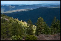 Forested ridges, Snow Mountain Wilderness. Berryessa Snow Mountain National Monument, California, USA ( color)