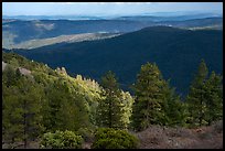 Forested ridges, Snow Mountain Wilderness. Berryessa Snow Mountain National Monument, California, USA ( color)