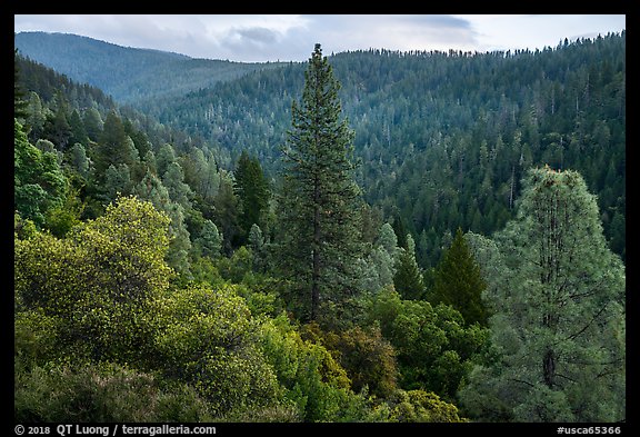 Lush forested valley near Bear Creek. Berryessa Snow Mountain National Monument, California, USA (color)