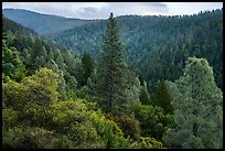 Lush forested valley near Bear Creek. Berryessa Snow Mountain National Monument, California, USA ( color)