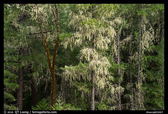 Trees drapped in moss near Bear Creek. Berryessa Snow Mountain National Monument, California, USA (color)