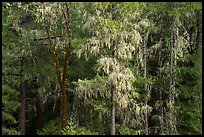 Trees drapped in moss near Bear Creek. Berryessa Snow Mountain National Monument, California, USA ( color)