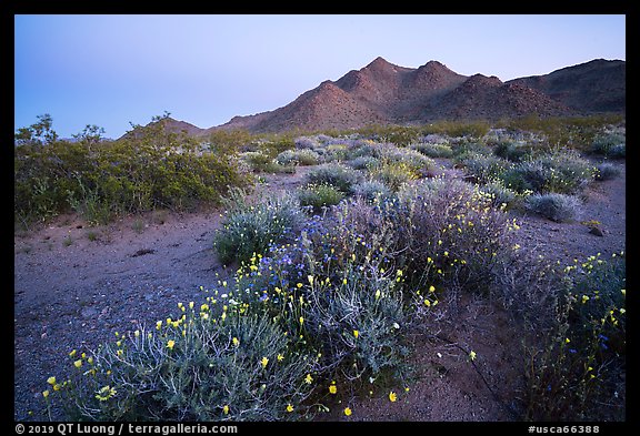 Spring wildflowers and mountains at dusk. Mojave Trails National Monument, California, USA (color)