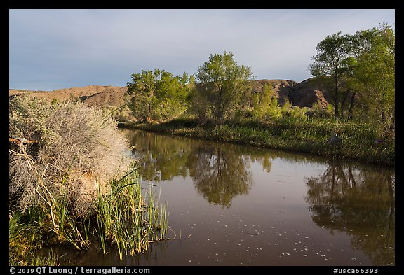 Cottonwood trees reflected in Mojave River. Mojave Trails National Monument, California, USA (color)