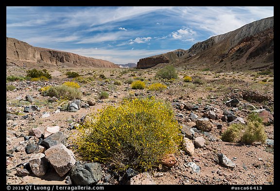 Brittlebush on Afton Canyon floor. Mojave Trails National Monument, California, USA