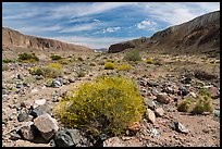 Brittlebush on Afton Canyon floor. Mojave Trails National Monument, California, USA ( color)