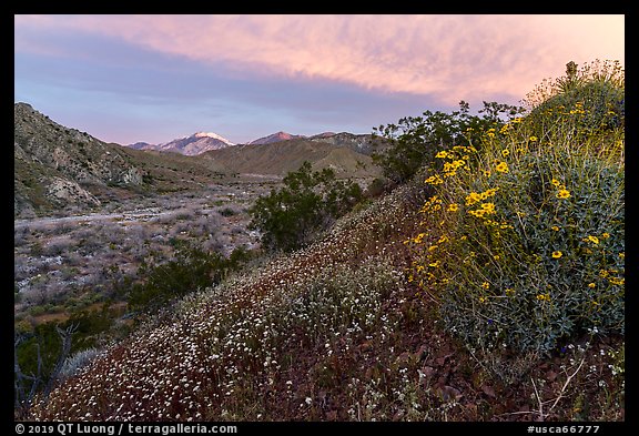 Wildflowers at sunrise with distant snowy San Giorgono Mountain. Sand to Snow National Monument, California, USA (color)