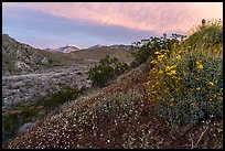 Wildflowers at sunrise with distant snowy San Giorgono Mountain. Sand to Snow National Monument, California, USA ( color)