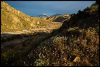 Wildflowers and San Giorgono Mountains, Mission Creek Preserve. Sand to Snow National Monument, California, USA ( color)