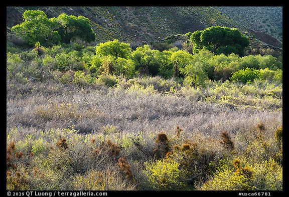 Green riparian desert vegetation, Mission Creek. Sand to Snow National Monument, California, USA (color)