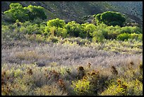 Green riparian desert vegetation, Mission Creek. Sand to Snow National Monument, California, USA ( color)
