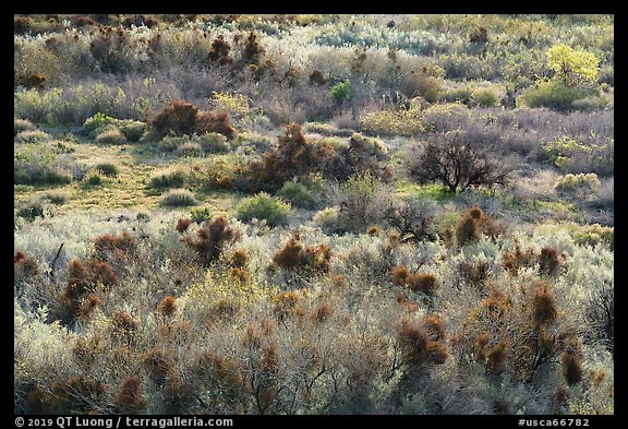 Riparian desert vegetation in the spring, Mission Creek. Sand to Snow National Monument, California, USA (color)