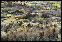 Riparian desert vegetation in the spring, Mission Creek. Sand to Snow National Monument, California, USA ( color)