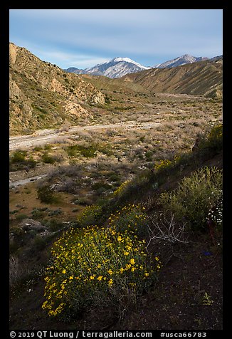 Wildflowers and San Giorgono Mountain, Mission Creek Preserve. Sand to Snow National Monument, California, USA (color)