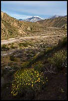 Wildflowers and San Giorgono Mountain, Mission Creek Preserve. Sand to Snow National Monument, California, USA ( color)