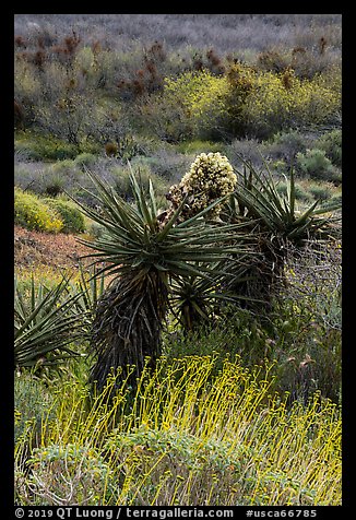 Yucca in bloom, Mission Creek. Sand to Snow National Monument, California, USA (color)