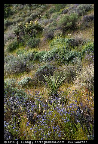 Yucca and wildflowers in bloom, Mission Creek. Sand to Snow National Monument, California, USA (color)