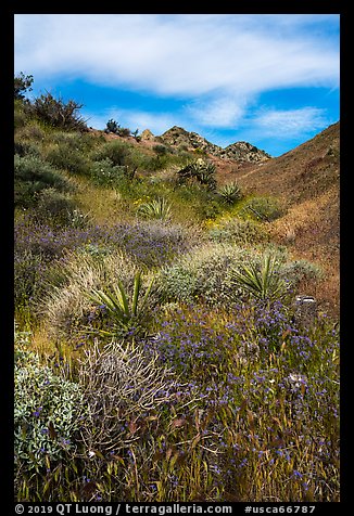 Desert in bloom, Mission Creek. Sand to Snow National Monument, California, USA (color)