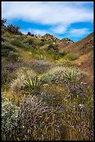 Desert in bloom, Mission Creek. Sand to Snow National Monument, California, USA ( color)