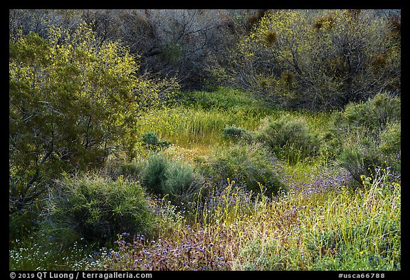 Lush vegetation in the spring, Mission Creek. Sand to Snow National Monument, California, USA (color)